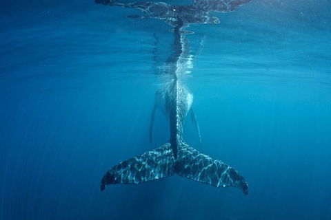 Humpback Whale Safari - Northern Rivers Accommodation 5