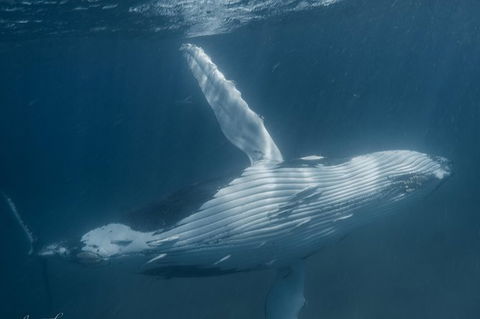 Humpback Whale Safari - Northern Rivers Accommodation 0