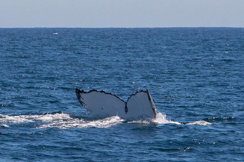 Humpback Whale Safari - Northern Rivers Accommodation 3