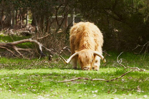 Organic Vineyard/Farm Tour - Northern Rivers Accommodation 2