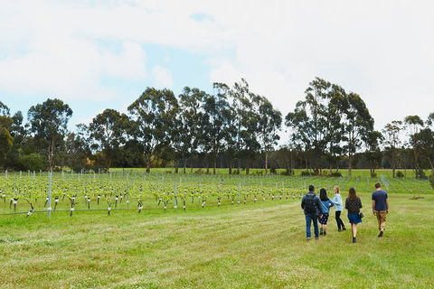Organic Vineyard/Farm Tour - Northern Rivers Accommodation 7