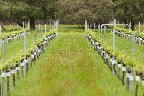 Organic Vineyard/Farm Tour - Northern Rivers Accommodation 4
