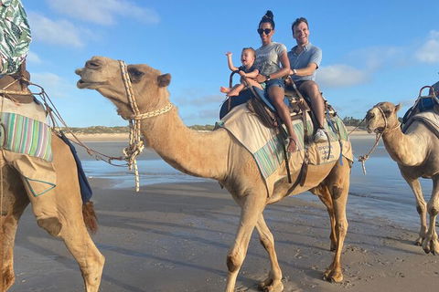 Broome Pre-sunset Camel Tour 30 Minutes - Northern Rivers Accommodation 2