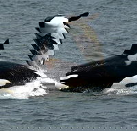 Bremer Canyon Orca Experience