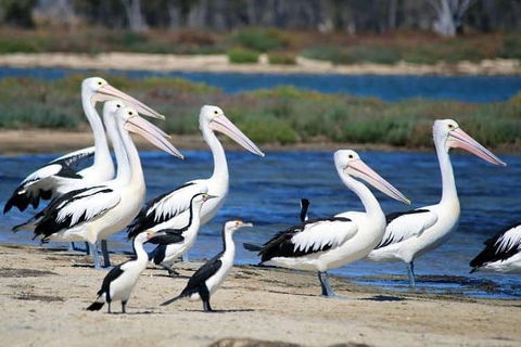 Romance Cruise + Scenic Tour + Beer Tasting + 3 Course Lunch + Hamper - Northern Rivers Accommodation 5