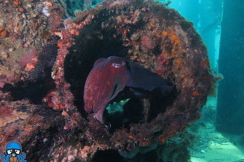 PADI Open Water Course - Northern Rivers Accommodation 1