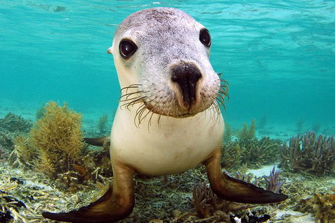 Abrolhos Islands 5 Day Tours - Northern Rivers Accommodation 6