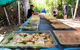 Ord River Experience With Riverside Lunch - thumb 7