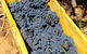 The Beautiful Swan Valley Private Day Trip: Vineyard Tour & Wine - thumb 7