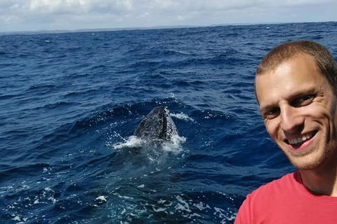 Whale Watching Boat Tour In Geraldton - Northern Rivers Accommodation 2