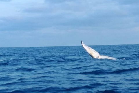 Whale Watching Boat Tour In Geraldton - Northern Rivers Accommodation 0