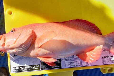 Geraldton Fishing Charter - Northern Rivers Accommodation 13