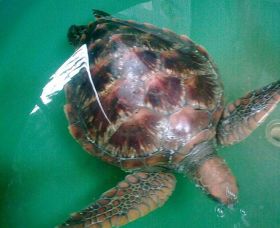 Australian Seabird Rescue - Northern Rivers Accommodation 0