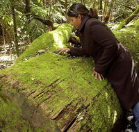 Washpool National Park - Washpool Walk - Northern Rivers Accommodation