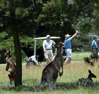 Glen Innes Golf Club - Northern Rivers Accommodation