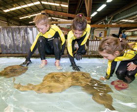 Australian Shark And Ray Centre - Northern Rivers Accommodation 0