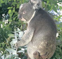 Whiteman Park - Northern Rivers Accommodation