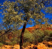 Mt Romance Australia Pty Ltd - Northern Rivers Accommodation