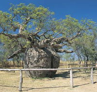 Boab Prison Tree - Northern Rivers Accommodation