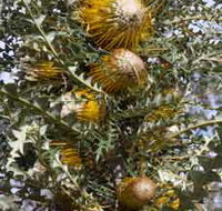 Woylie Walk Dryandra Woodland - Northern Rivers Accommodation