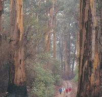 Beedelup National Park - Northern Rivers Accommodation