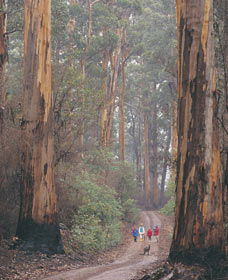 Beedelup National Park - Northern Rivers Accommodation 0