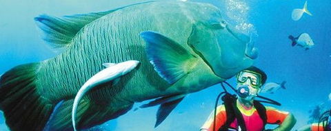 Aristocat Snorkel And Scuba Port Douglas - Northern Rivers Accommodation 0