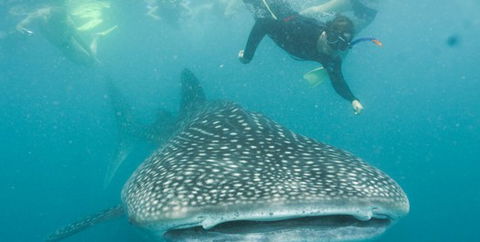 Aristocat Snorkel And Scuba Port Douglas - Northern Rivers Accommodation 1