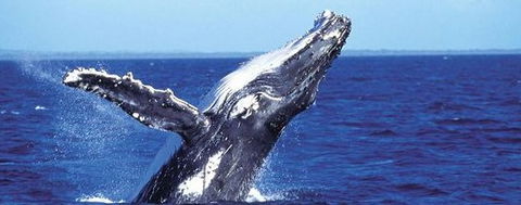 Aristocat Snorkel And Scuba Port Douglas - Northern Rivers Accommodation 2