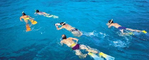 Aristocat Snorkel And Scuba Port Douglas - Northern Rivers Accommodation 4