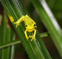 Daintree River Cruise Centre - Northern Rivers Accommodation
