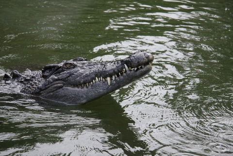 Daintree River Cruise Centre - Northern Rivers Accommodation 1