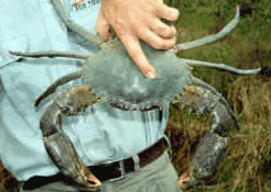 Whitsunday Crocodile Safari - Northern Rivers Accommodation