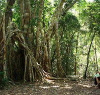 The Airlie Creek Track - Northern Rivers Accommodation