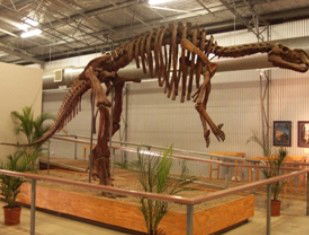 Australia's Dinosaur Trail - Northern Rivers Accommodation 0