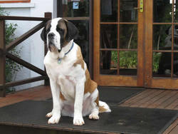 St Bernards Hotel - Northern Rivers Accommodation 0