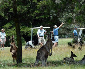 Glen Innes Golf Club - Northern Rivers Accommodation 0