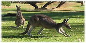Rockingham Golf Club - Northern Rivers Accommodation 2