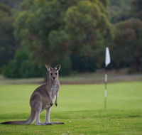 Anglesea Golf Club - Northern Rivers Accommodation