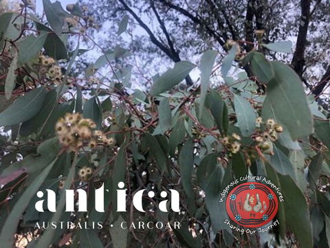 Antica Australis - Winter Fire Festival - Northern Rivers Accommodation 0