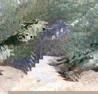 Bathurst Arts Trail - Northern Rivers Accommodation