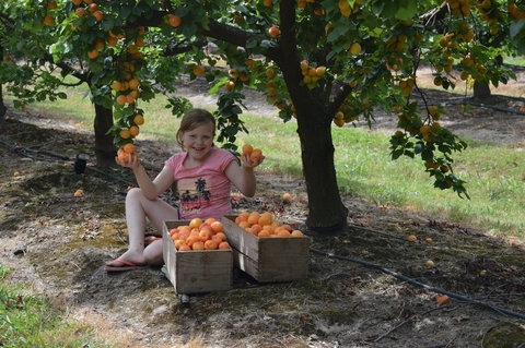 Fruit Bottling Sessions At Rayner's Orchard - Northern Rivers Accommodation 0