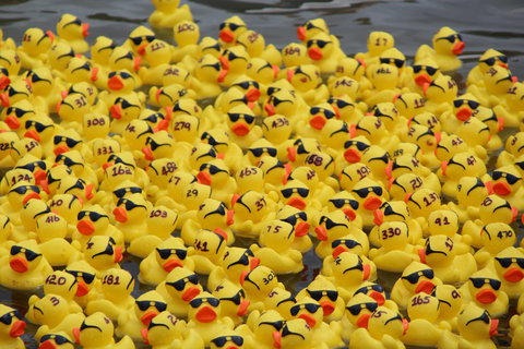 Gerringong Men’s Shed Annual Duck Derby - Northern Rivers Accommodation 1