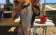 Karumba Anglers Classic - thumb 2