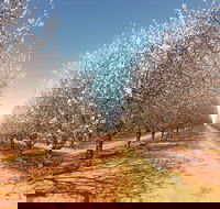 Mallee Almond Blossom Festival - Northern Rivers Accommodation