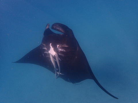 Project Manta Ningaloo Reef, Western Australia - Northern Rivers Accommodation 0