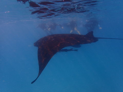 Project Manta Ningaloo Reef, Western Australia - Northern Rivers Accommodation 2