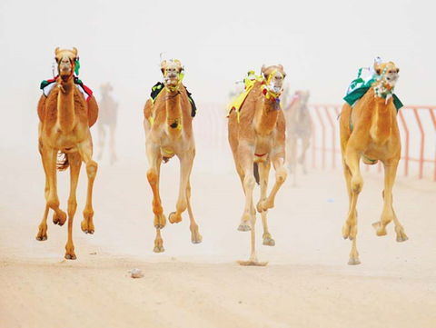 The Quirindi Camel Cup - Northern Rivers Accommodation 0