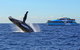 Whale Watching Cruises - thumb 0