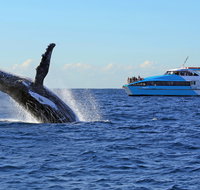 Whale Watching Cruises